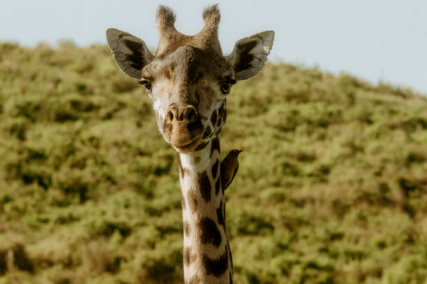 Arusha, Serengeti and Mikumi Safaris main image