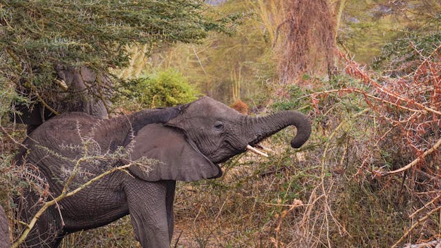 Tanzania Safari Adventure: Serengeti, Ngorongoro Crater & Tarangire National Parks