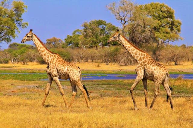 Best Safari: Arusha - Serengeti - Olduvai - Manyara  - Udzungwa Mountains