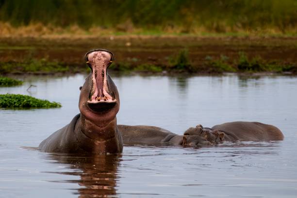 Mto wa Mbu Day Safari Adventure