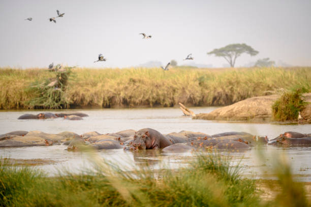 Mto wa Mbu Day Safari Adventure main image