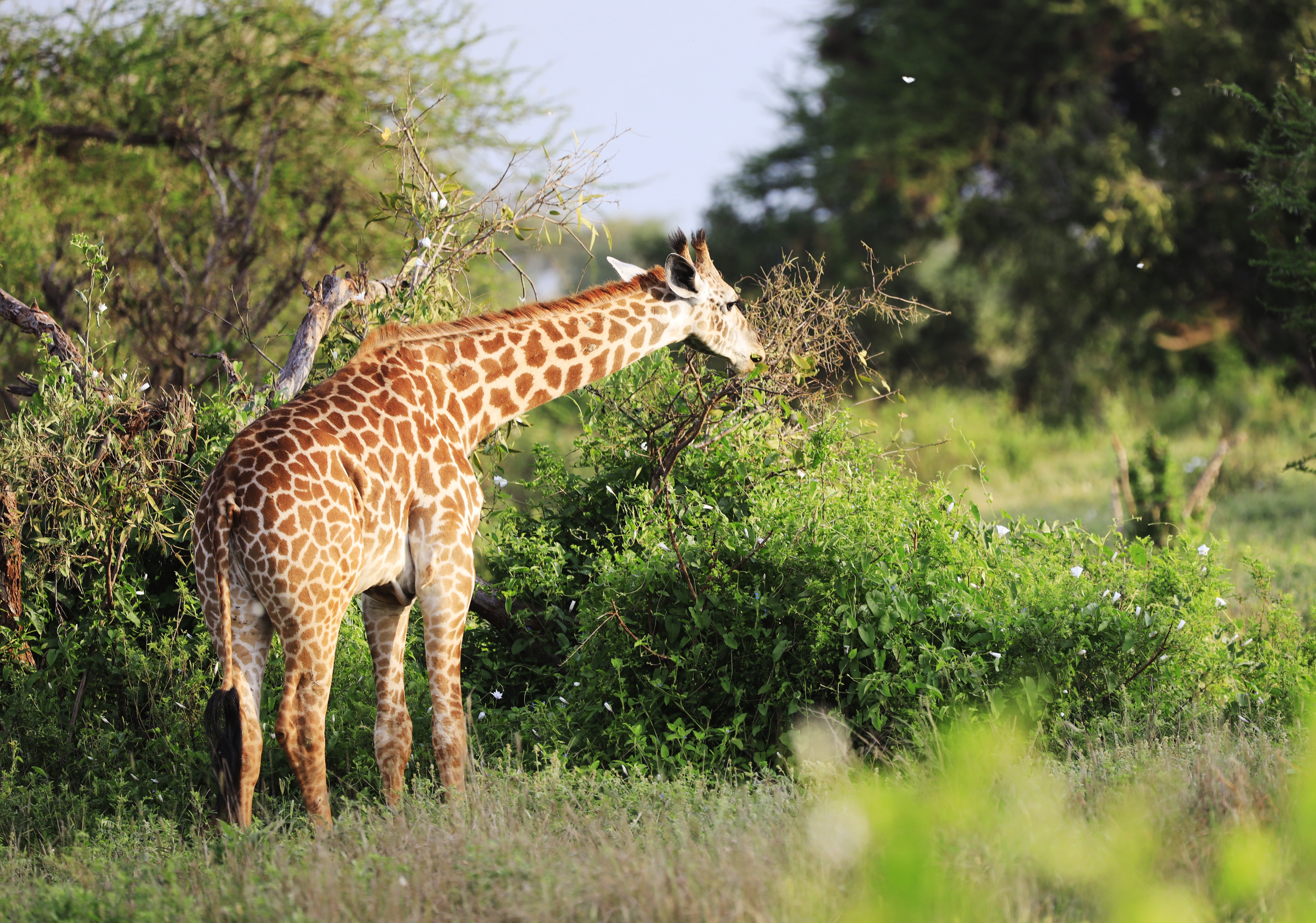 Lake Manyara National Park gallery image