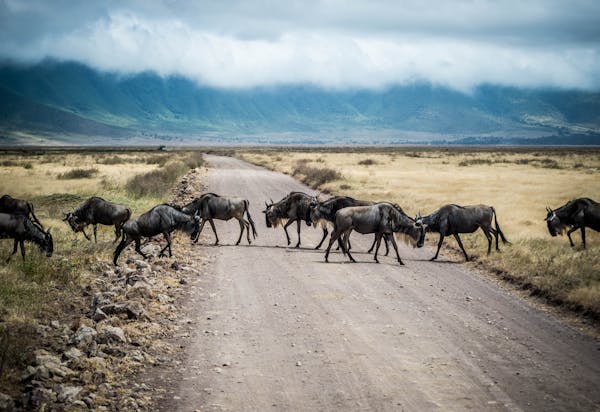 Ngorongoro Crater Safaris additional image