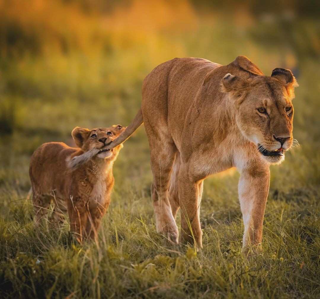 Mikumi National Park (2 Days) main image