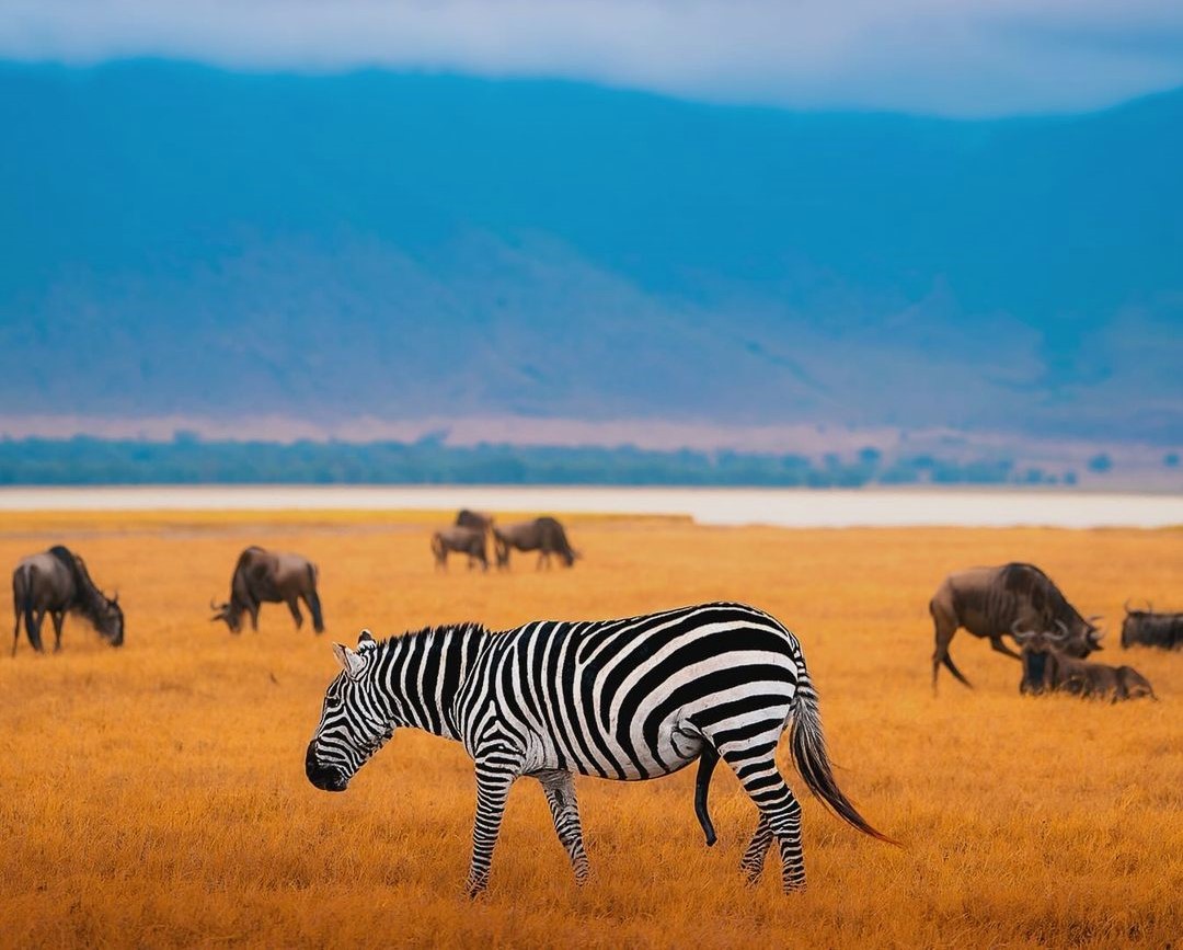 Ngorongoro Crater Safaris main image