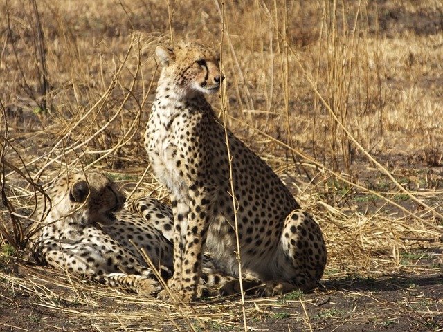 Saadani National park safaris main image