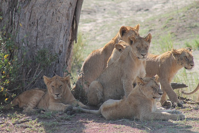 Best Safari: Arusha - Serengeti - Olduvai - Manyara  - Udzungwa Mountains main image