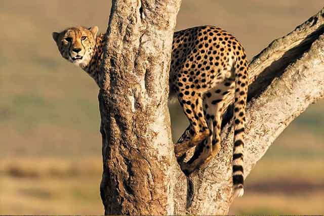 Mikumi National Park (2 Days) gallery image
